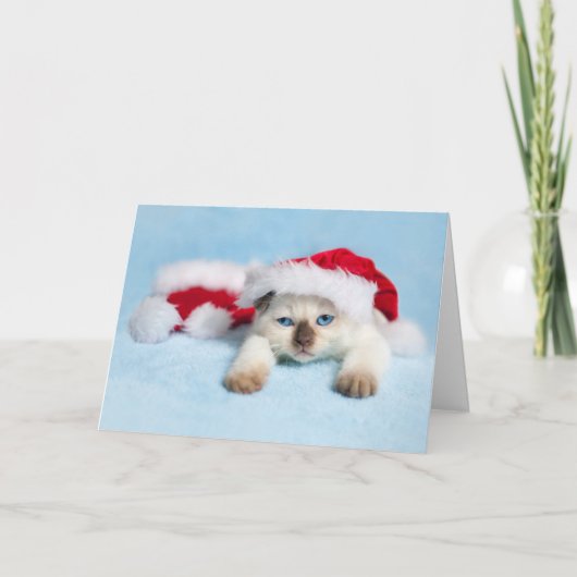 シャムの子ネコ: クリスマスの子猫 シーズンカード (正面)