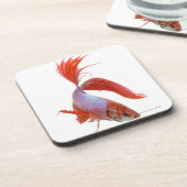 シャムの戦いの魚(Bettaのsplendens) コースター (左側)