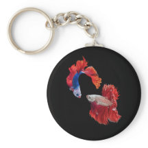 シャムの戦闘魚