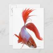 シャムの戦闘魚(Betta splendens) ポストカード (正面/裏面)