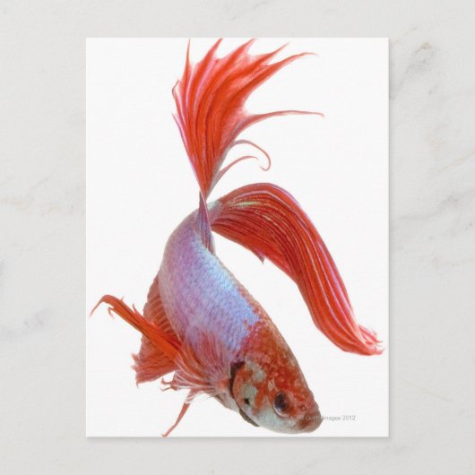シャムの戦闘魚(Betta splendens) ポストカード (正面)