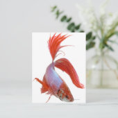 シャムの戦闘魚(Betta splendens) ポストカード (スタンド正面)