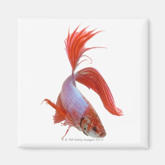 シャムの戦闘魚(Betta splendens) マグネット (正面)