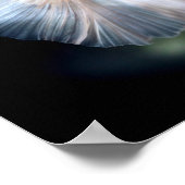 シャムの白身魚 ポスター (角)