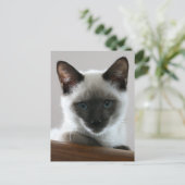 シャムの視線 ポストカード (スタンド正面)