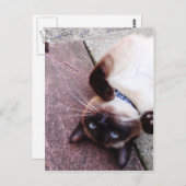 シャムよくはしゃぐゼ ポストカード (正面/裏面)