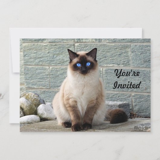 シャムエレガント猫フォト誕生日招待状 招待状 (正面)