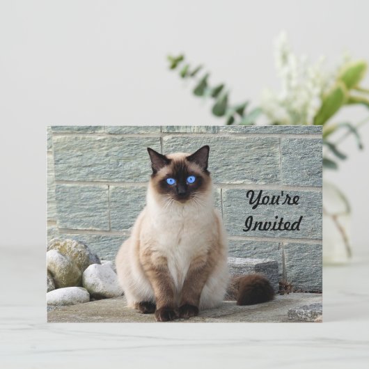 シャムエレガント猫フォト誕生日招待状 招待状 (スタンド正面)