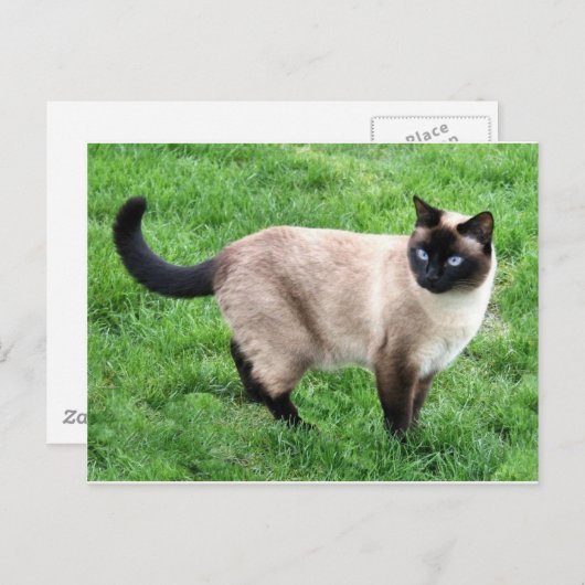 シャムキャットペットパーニャウ子猫デスティニーアート ポストカード (正面/裏面)