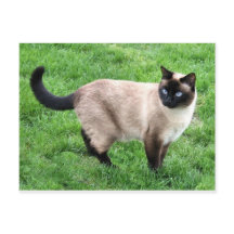 シャムキャットペットパーニャウ子猫デスティニーアート