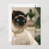 シャムネコ ポストカード (正面/裏面)