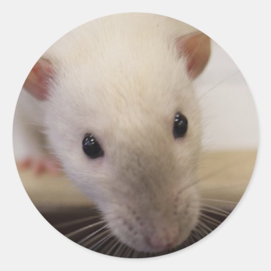 シャムファンシーネズミのシール ラウンドシール (正面)
