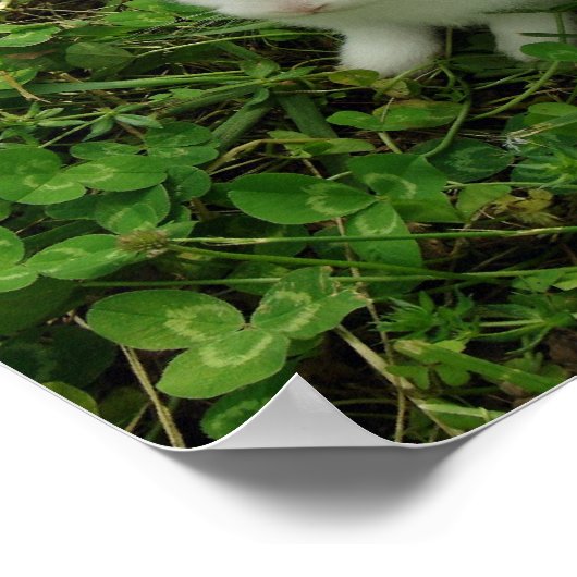 シャムロックウサギ ポスター (角)