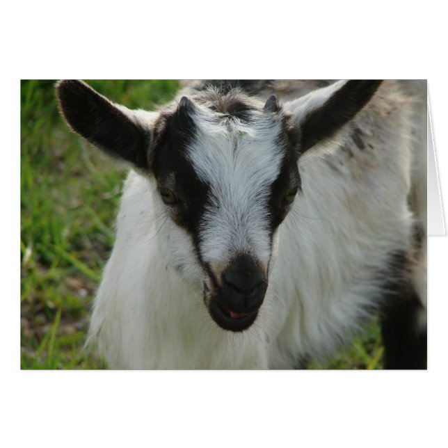 シャムロック (正面横)