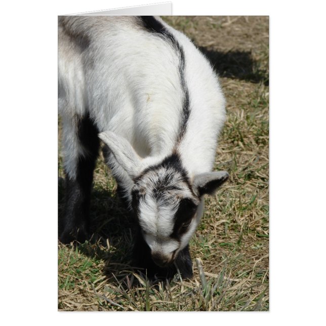 シャムロック (正面)