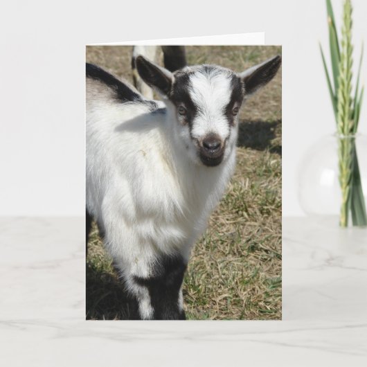 シャムロック カード (正面)