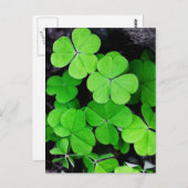 シャムロック ポストカード (正面/裏面)