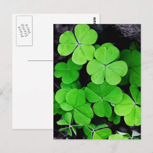 シャムロック ポストカード (正面/裏面)