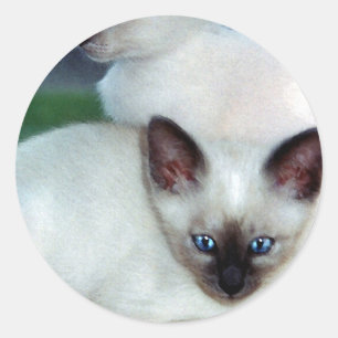 シャム子猫ステッカー ラウンドシール