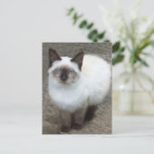 シャム子猫フォトポストカード ポストカード (スタンド正面)