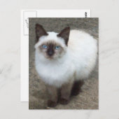 シャム子猫フォトポストカード ポストカード (正面/裏面)
