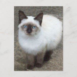 シャム子猫フォトポストカード ポストカード