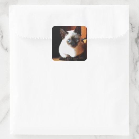 シャム子猫 スクエアシール (バッグ)