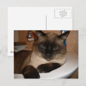 シャム猫がシンクに座る ポストカード (正面/裏面)