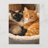 シャム猫とオレンジ猫のかわいい猫たち ポストカード (正面)