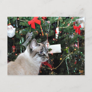 シャム猫のクリスマス シーズンポストカード