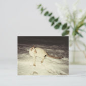 シャム猫はがき ポストカード (スタンド正面)