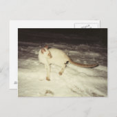 シャム猫はがき ポストカード (正面/裏面)