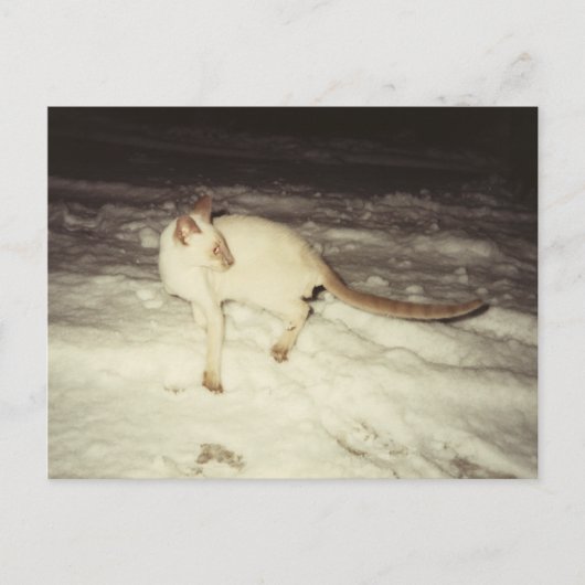 シャム猫はがき ポストカード (正面)