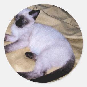 シャム猫サンドストーンアニマルアートペットかわいい子猫 ラウンドシール