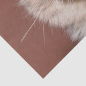 シャム猫ティッシュペーパー 薄葉紙 (詳細)