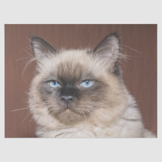 シャム猫ティッシュペーパー 薄葉紙 (正面)