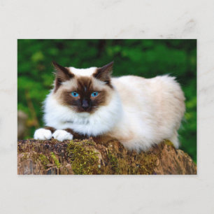 シャム猫フォトポストカード（美） ポストカード