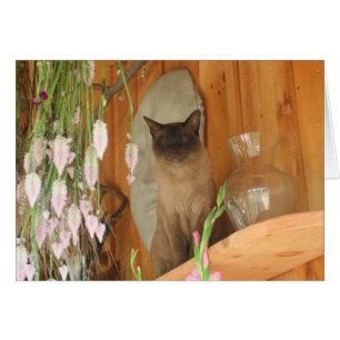 シャム猫ポーズ写真カード#1