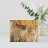 シャム猫ポーズ動物写真はがき#3 ポストカード (スタンド正面)