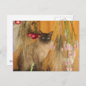 シャム猫ポーズ動物写真はがき#3 ポストカード (正面/裏面)