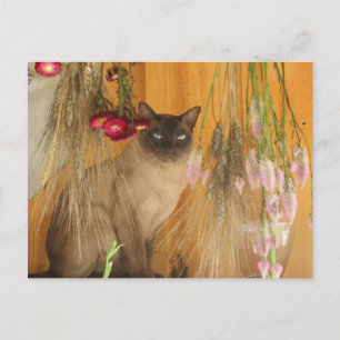 シャム猫ポーズ動物写真はがき#3 ポストカード