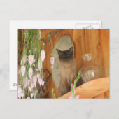 シャム猫ポーズ#1動物 ポストカード (正面/裏面)