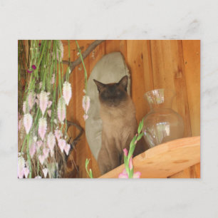 シャム猫ポーズ#1動物 ポストカード