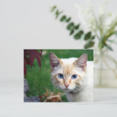 シャム猫顔葉書 ポストカード (スタンド正面)