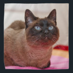 シャム猫 バンダナ<br><div class="desc">美しいシャム飾猫この素敵なバンダナ</div>