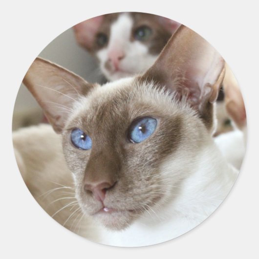 シャム猫 ペット 動物 ラウンドシール (正面)