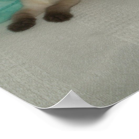 シャム猫 ポスター (角)