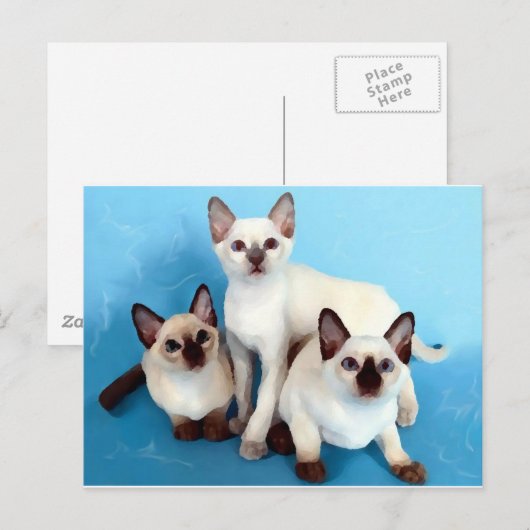 シャム猫 ポストカード (正面/裏面)