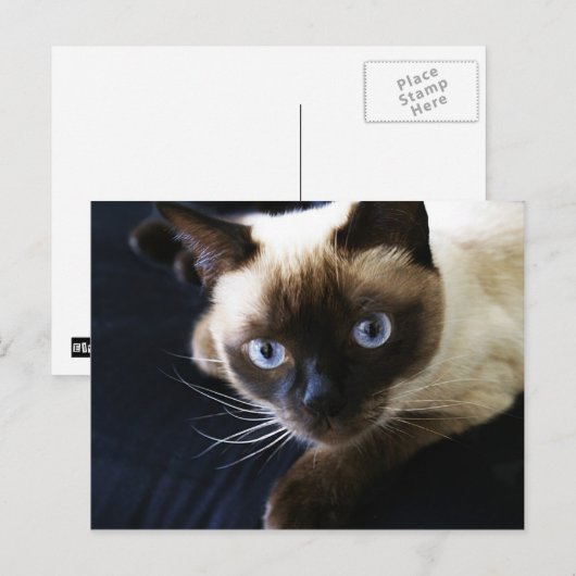 シャム猫 ポストカード (正面/裏面)