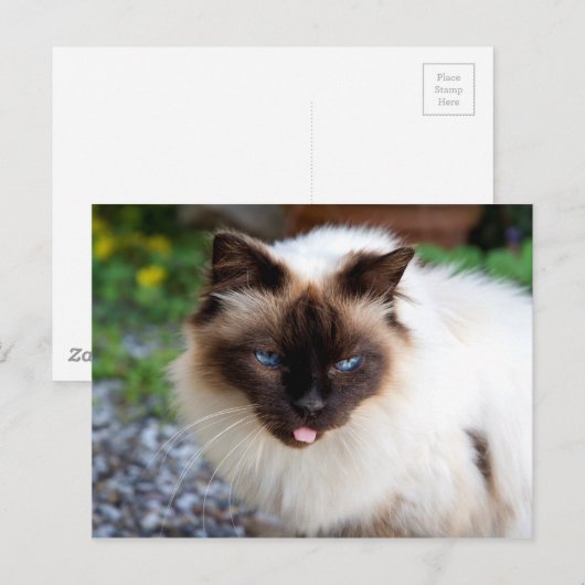シャム猫 ポストカード (正面/裏面)